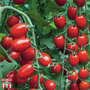 Tomato 'Aviditas' (Grafted)