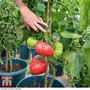 Tomato 'Crimson Blush' (Grafted)