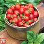 Tomato (Bush) 'Baby Boomer'