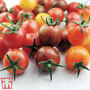 Tomato Bumble Bee Collection