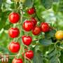 Tomato 'Crimson Cherry' (Grafted)