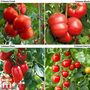 Tomato Crimson Collection (Grafted)