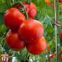 Tomato 'Crimson Crush' (Grafted)