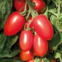 Tomato 'Crimson Plum' (Grafted)