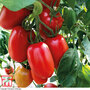 Tomato 'Crimson Plum' (Grafted)