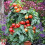 Tomato 'Summerlast'