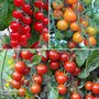 Tomato Sweet Trio