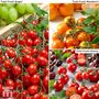 Tomato 'Tutti Frutti Collection' (Grafted)