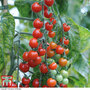 Tomato 'Sweet Aperitif'