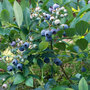 Blueberry 'Top Hat'