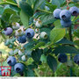 Blueberry 'Top Hat'