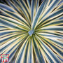 Cordyline australis 'Torbay Dazzler'