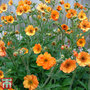 Geum 'Totally Tangerine'