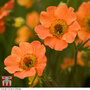 Geum 'Totally Tangerine'