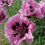 Poppy 'Manhattan'