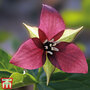 Trillium erectum