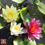 Water Lily Tricolour + Pond Basket + Black and Gold Bowl