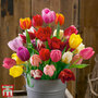 Tulip 'Triumph Mixed'