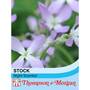 Stock 'Night Scented' - Start-A-Garden? Seed Range