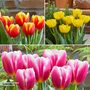 Tulip Container Collection