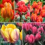 Tulip 'Princess Mix'