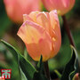 Tulip 'Apricot Beauty'