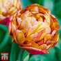 Tulip 'Brownie'