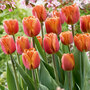 Tulip 'Brown Sugar'