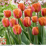 Tulip 'Brown Sugar'