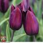 Tulip 'Havran'