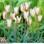 Tulip 'Ice Stick' (Kaufmanniana Group)