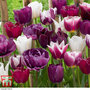 Tulip 'Purple Passion Blend'