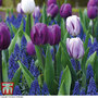 Tulip and Muscari 'Purple Rain Mix'