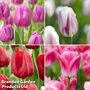 Tulip Patio Mix