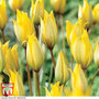 Tulip sylvestris