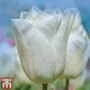 Tulip 'White Prince'