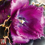 Tulip 'Cuban Night'