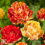 Tulip 'Gudoshnik Double'