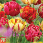 Tulip 'Colour Carnival'