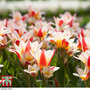 Tulip 'Floresta' (Kaufmanniana group)