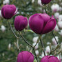 Magnolia 'Black Tulip'