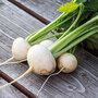 Turnip 'Rapa De Lodi' - Seeds