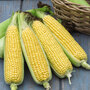 Sweetcorn 'Tyson' - Seeds