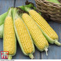 Sweetcorn 'Tyson' - Seeds