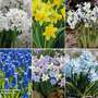 Spring Bulb Bumper Collection