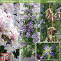 Clematis All Season Climbing Collection