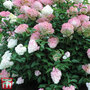 Hydrangea paniculata 'Vanille Fraise'