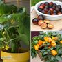 Vegetables for Small Spaces Collection