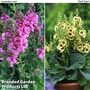 Verbascum Duo