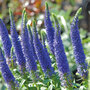 Veronica spicata 'Royal Candles'